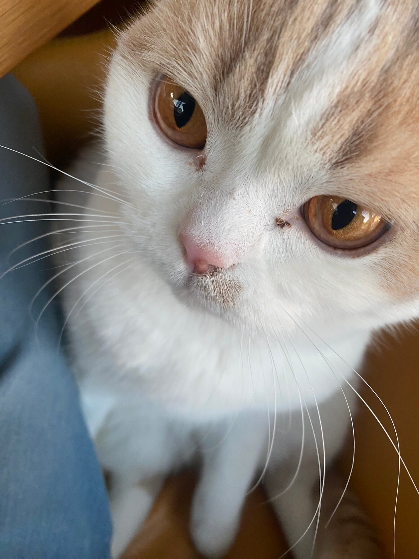 Katze blickt aus nächster Nähe in die Kamera