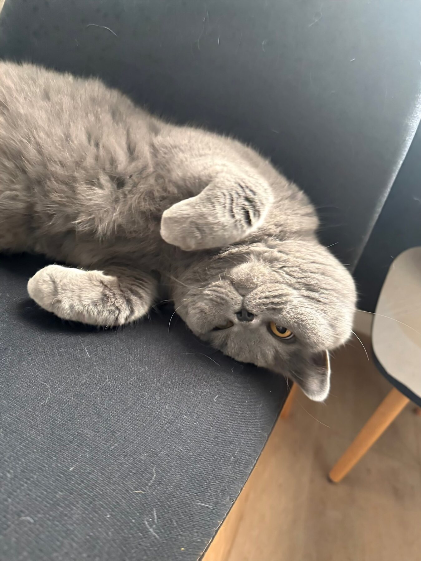 Katze entspannt zuhause