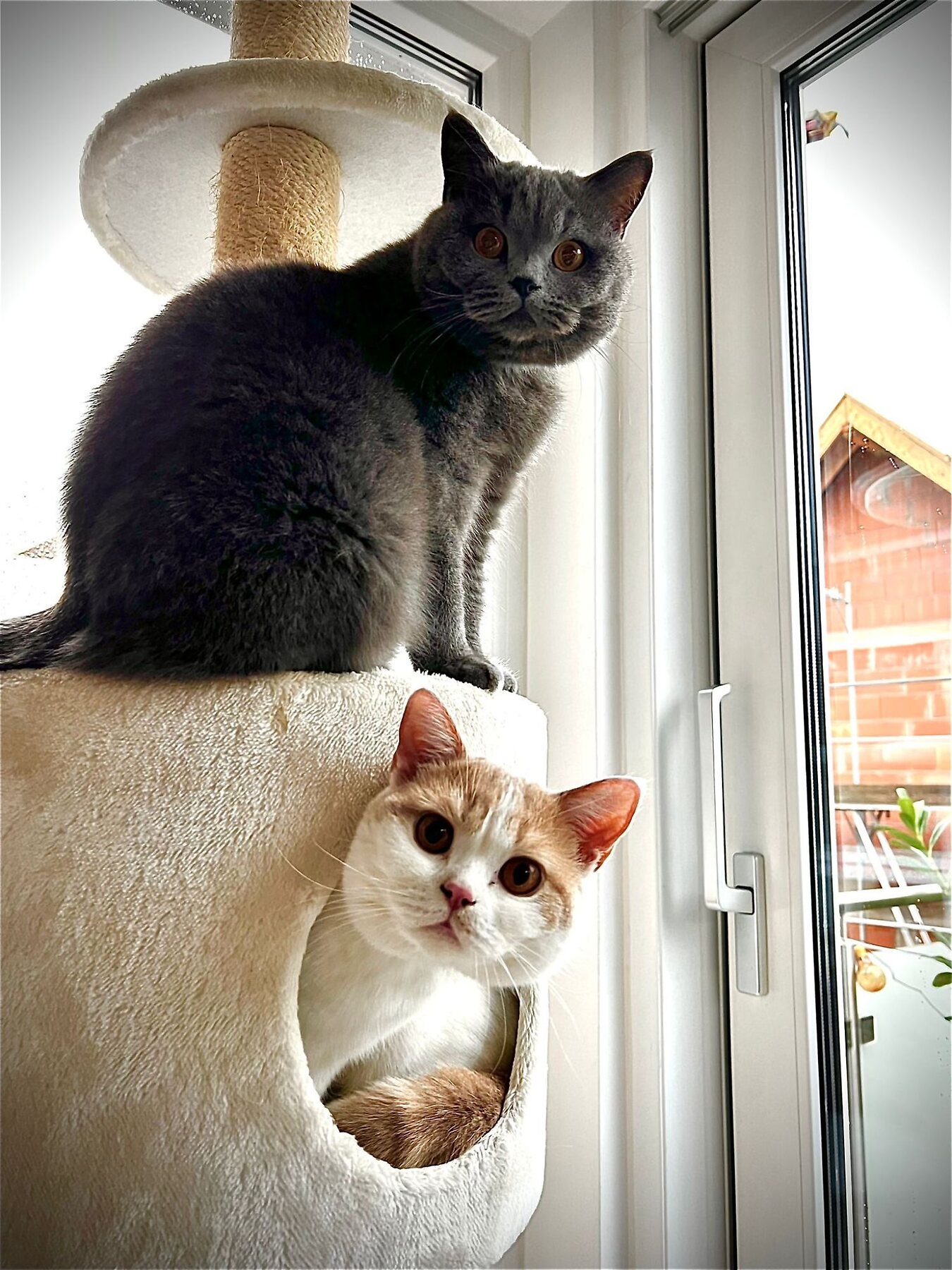 Katzen schauen aus dem Fenster